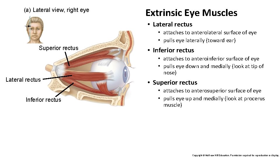 (a) Lateral view, right eye Extrinsic Eye Muscles • Lateral rectus • attaches to (a) Lateral view, right eye Extrinsic Eye Muscles • Lateral rectus • attaches to