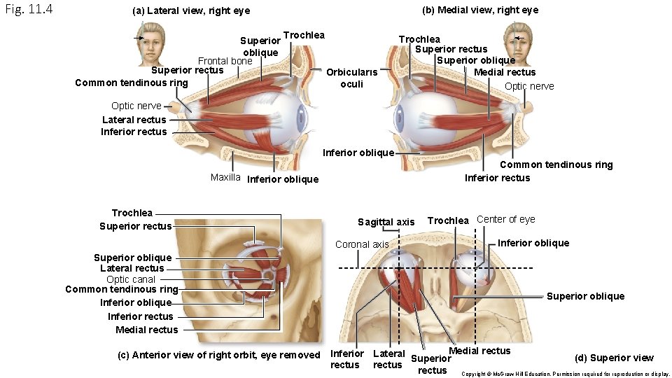 Fig. 11. 4 (b) Medial view, right eye (a) Lateral view, right eye Superior Fig. 11. 4 (b) Medial view, right eye (a) Lateral view, right eye Superior