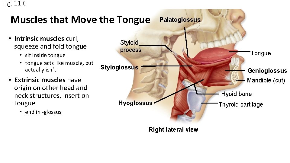 Fig. 11. 6 Muscles that Move the Tongue • Intrinsic muscles curl, squeeze and Fig. 11. 6 Muscles that Move the Tongue • Intrinsic muscles curl, squeeze and