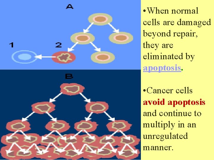  • When normal cells are damaged beyond repair, they are eliminated by apoptosis.