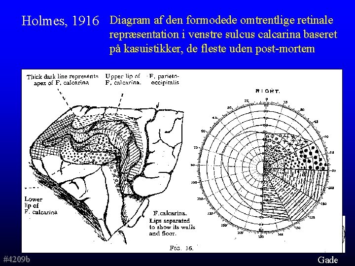 Holmes, 1916 Diagram af den formodede omtrentlige retinale repræsentation i venstre sulcus calcarina baseret