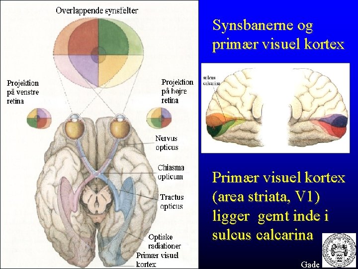 Synsbanerne og primær visuel kortex Primær visuel kortex (area striata, V 1) ligger gemt