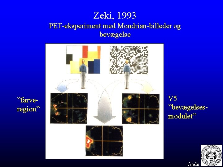 Zeki, 1993 PET-eksperiment med Mondrian-billeder og bevægelse ”farveregion” V 5 ”bevægelsesmodulet” Gade 