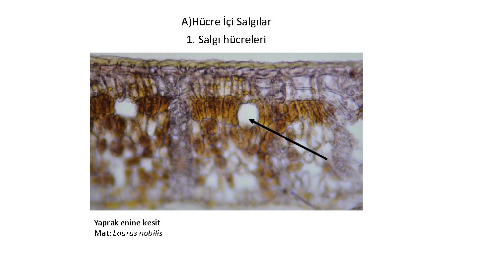 A)Hücre İçi Salgılar 1. Salgı hücreleri Yaprak enine kesit Mat: Laurus nobilis 