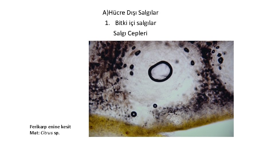 A)Hücre Dışı Salgılar 1. Bitki içi salgılar Salgı Cepleri Perikarp enine kesit Mat: Citrus