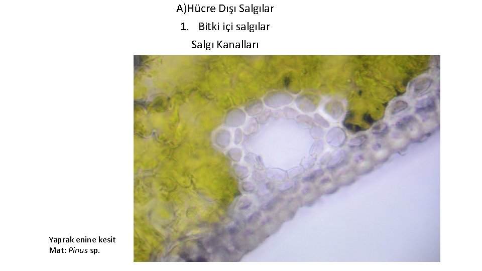 A)Hücre Dışı Salgılar 1. Bitki içi salgılar Salgı Kanalları Yaprak enine kesit Mat: Pinus