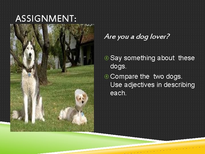 ASSIGNMENT: Are you a dog lover? Say something about these dogs. Compare the two