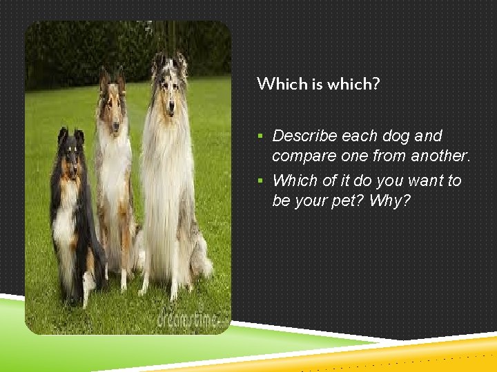 Which is which? § Describe each dog and compare one from another. § Which