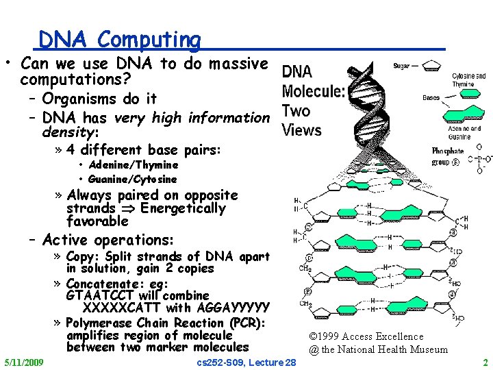 DNA Computing • Can we use DNA to do massive computations? – Organisms do