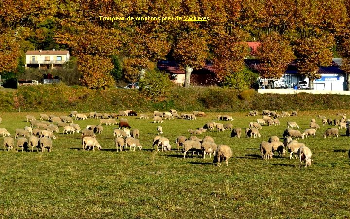 Troupeau de moutons près de Vachères 