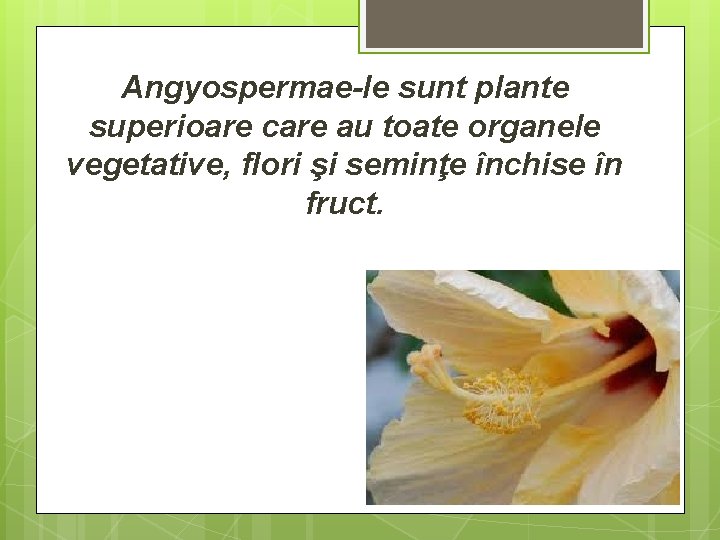 Angyospermae-le sunt plante superioare care au toate organele vegetative, flori şi seminţe închise în