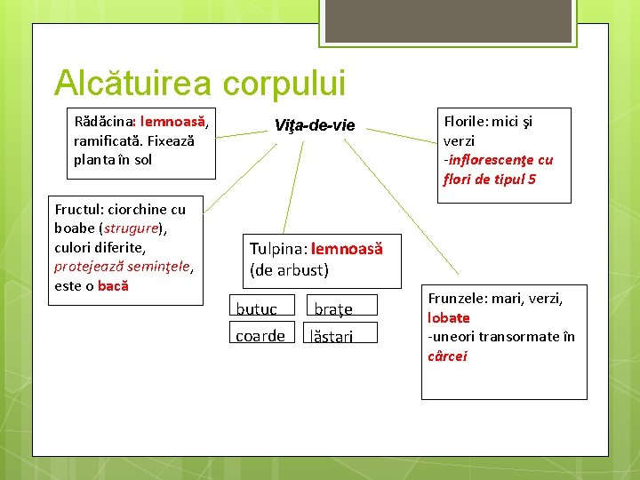 Alcătuirea corpului Rădăcina: lemnoasă, ramificată. Fixează planta în sol Fructul: ciorchine cu boabe (strugure),