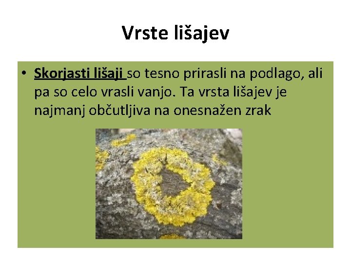 Vrste lišajev • Skorjasti lišaji so tesno prirasli na podlago, ali pa so celo