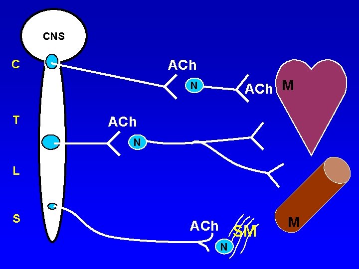 CNS ACh C ACh M N T ACh N L S ACh SM N