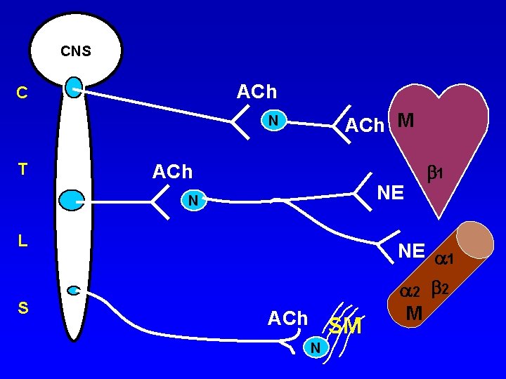 CNS ACh C ACh M N T ACh NE N L S 1 NE