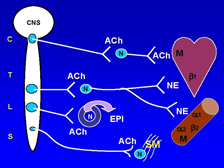CNS C ACh M N T ACh NE N L N S ACh 1