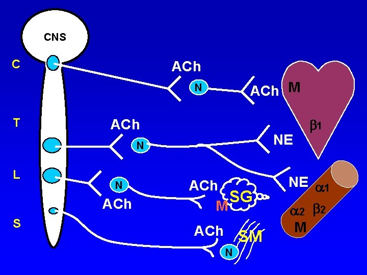 CNS C ACh M N T ACh NE N L N ACh SG M