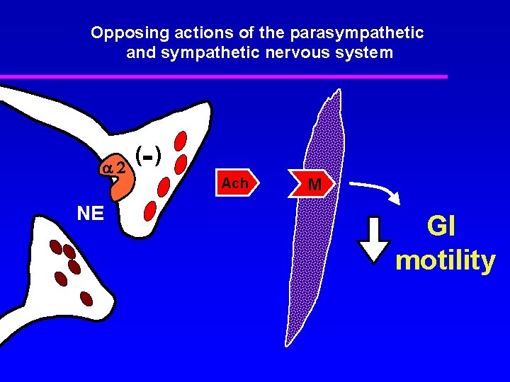 Opposing actions of the parasympathetic and sympathetic nervous system 2 NE (- ) Ach