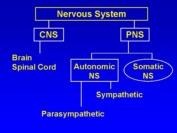 Nervous System CNS Brain Spinal Cord PNS Autonomic NS Somatic NS Sympathetic Parasympathetic 
