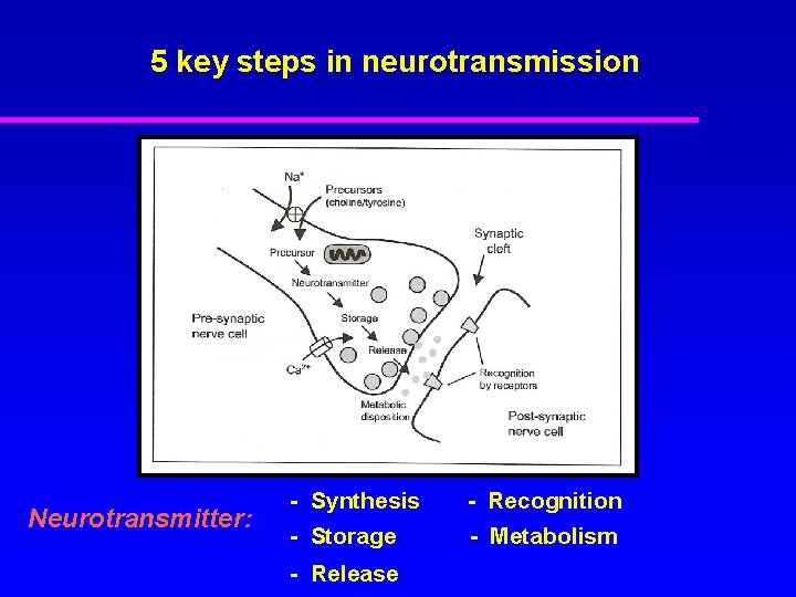 5 key steps in neurotransmission Neurotransmitter: - Synthesis - Recognition - Storage - Metabolism