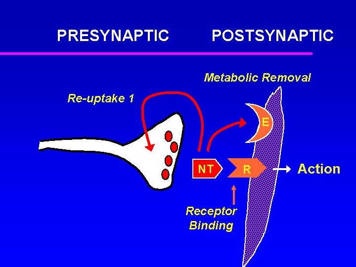 PRESYNAPTIC POSTSYNAPTIC Metabolic Removal Re-uptake 1 E S&S NT Receptor Binding R Action 