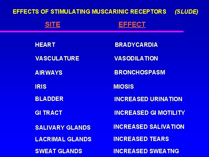 EFFECTS OF STIMULATING MUSCARINIC RECEPTORS SITE (SLUDE) EFFECT HEART BRADYCARDIA VASCULATURE VASODILATION AIRWAYS BRONCHOSPASM