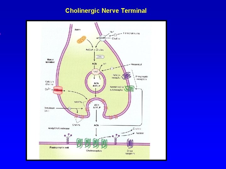 Cholinergic Nerve Terminal 