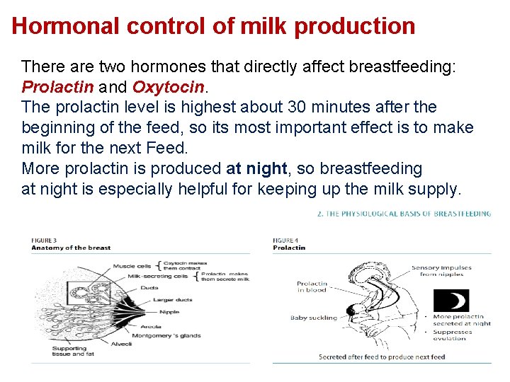 Hormonal control of milk production There are two hormones that directly affect breastfeeding: Prolactin