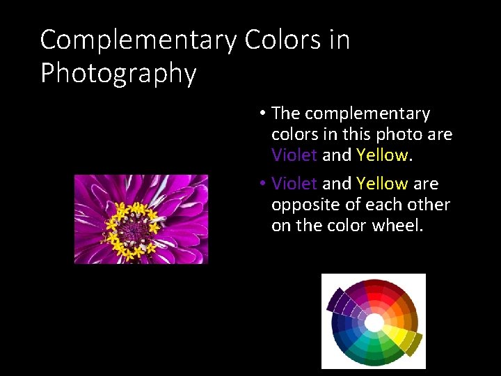 Complementary Colors in Photography • The complementary colors in this photo are Violet and