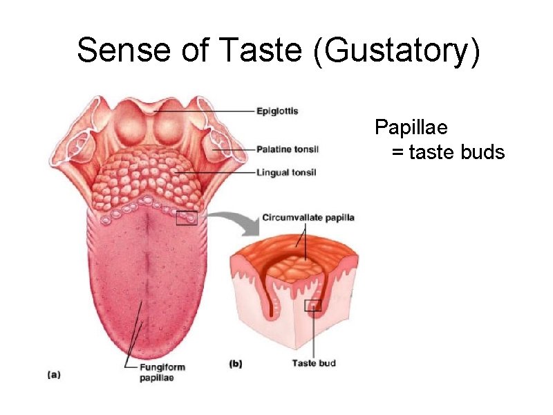 Sense of Taste (Gustatory) Papillae = taste buds 