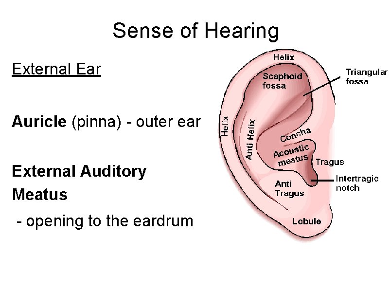 Sense of Hearing External Ear Auricle (pinna) - outer ear External Auditory Meatus -