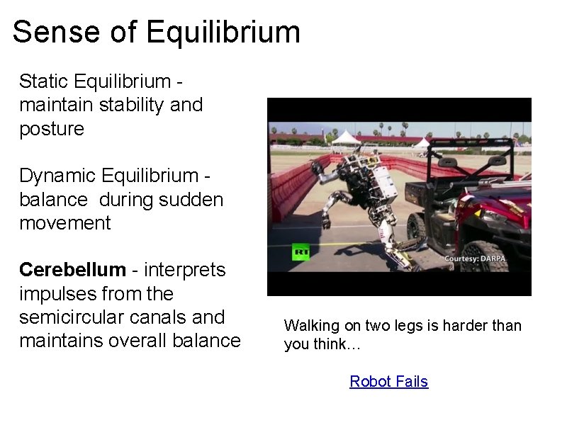 Sense of Equilibrium Static Equilibrium maintain stability and posture Dynamic Equilibrium balance during sudden
