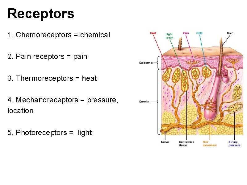 Receptors 1. Chemoreceptors = chemical 2. Pain receptors = pain 3. Thermoreceptors = heat