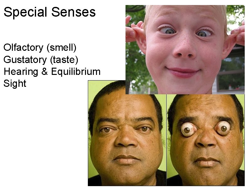 Special Senses Olfactory (smell) Gustatory (taste) Hearing & Equilibrium Sight 