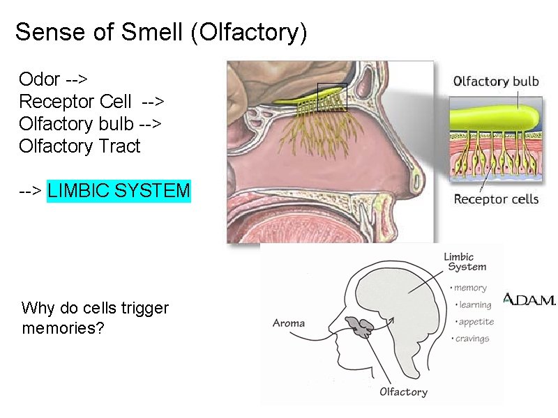 Sense of Smell (Olfactory) Odor --> Receptor Cell --> Olfactory bulb --> Olfactory Tract