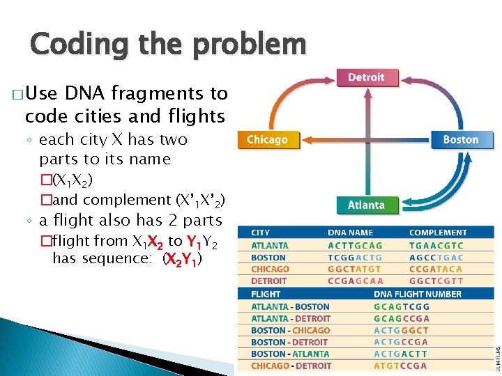 Coding the problem � Use DNA fragments to code cities and flights ◦ each