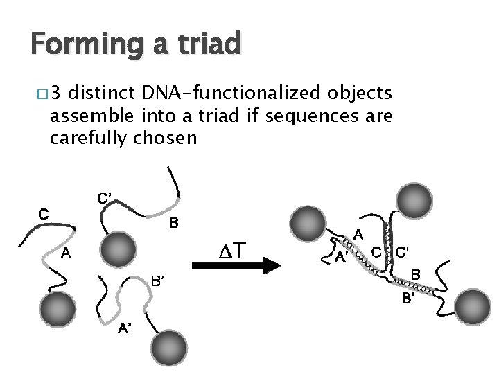 Forming a triad � 3 distinct DNA-functionalized objects assemble into a triad if sequences