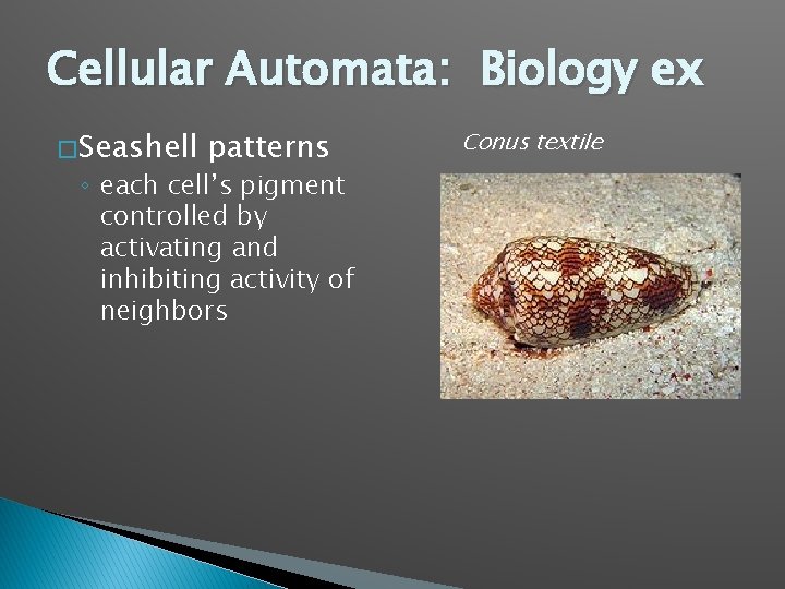 Cellular Automata: Biology ex � Seashell patterns ◦ each cell’s pigment controlled by activating
