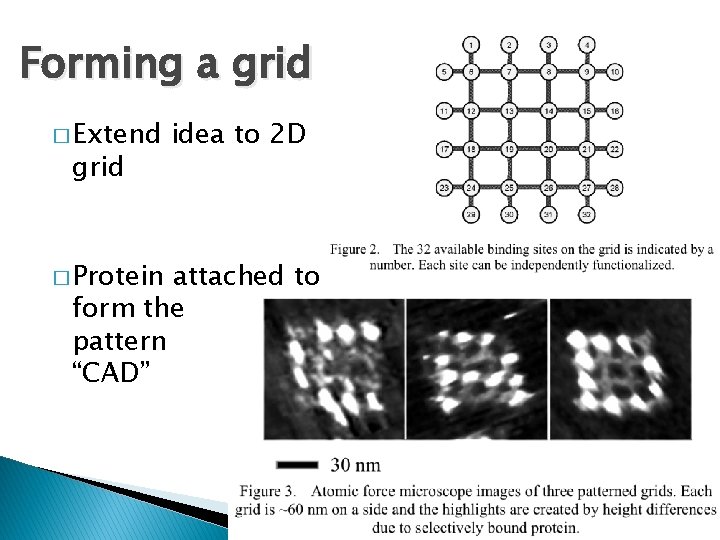 Forming a grid � Extend grid � Protein idea to 2 D attached to