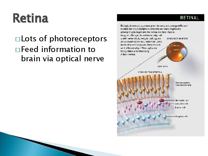 Retina � Lots of photoreceptors � Feed information to brain via optical nerve 