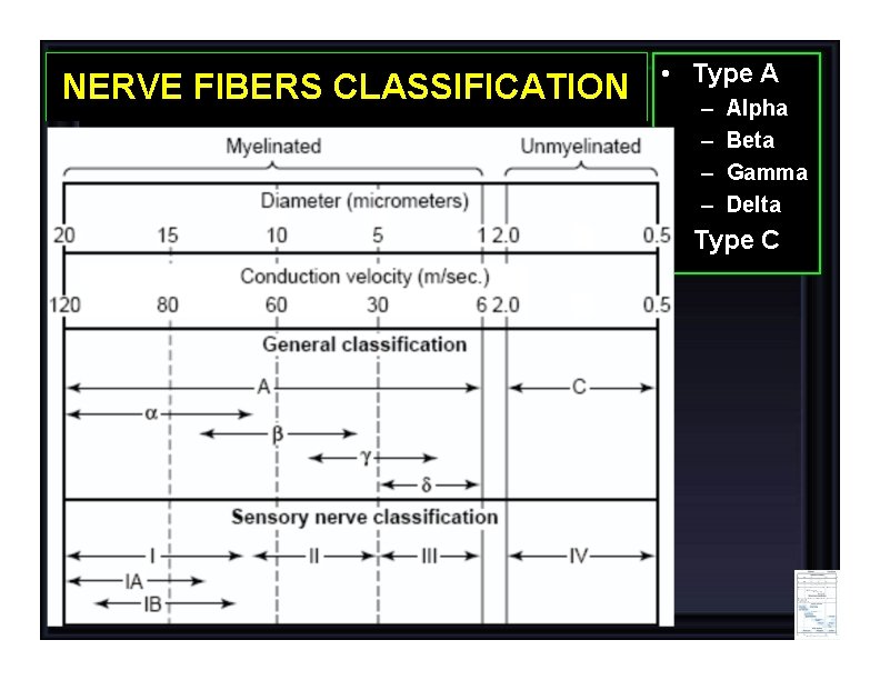 NERVE FIBERS CLASSIFICATION • Type A – – Alpha Beta Gamma Delta • Type
