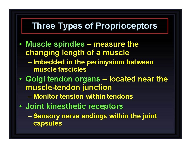 Three Types of Proprioceptors • Muscle spindles – measure the changing length of a