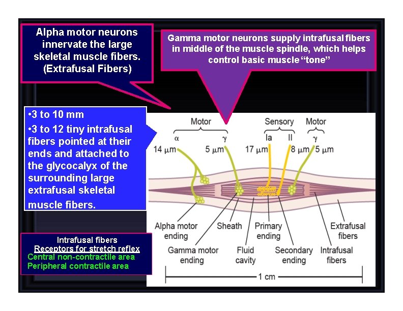 Alpha motor neurons innervate the large skeletal muscle fibers. (Extrafusal Fibers) • 3 to