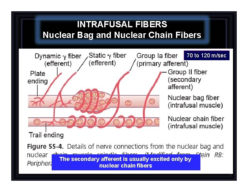 INTRAFUSAL FIBERS Nuclear Bag and Nuclear Chain Fibers 70 to 120 m/sec The secondary
