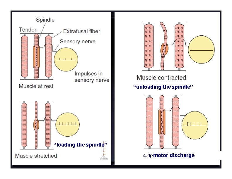 “unloading the spindle” “loading the spindle” γ-motor discharge 