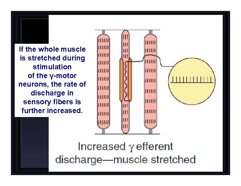 If the whole muscle is stretched during stimulation of the γ-motor neurons, the rate