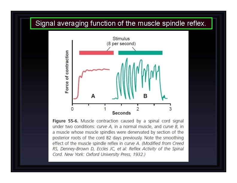 Signal averaging function of the muscle spindle reflex. 