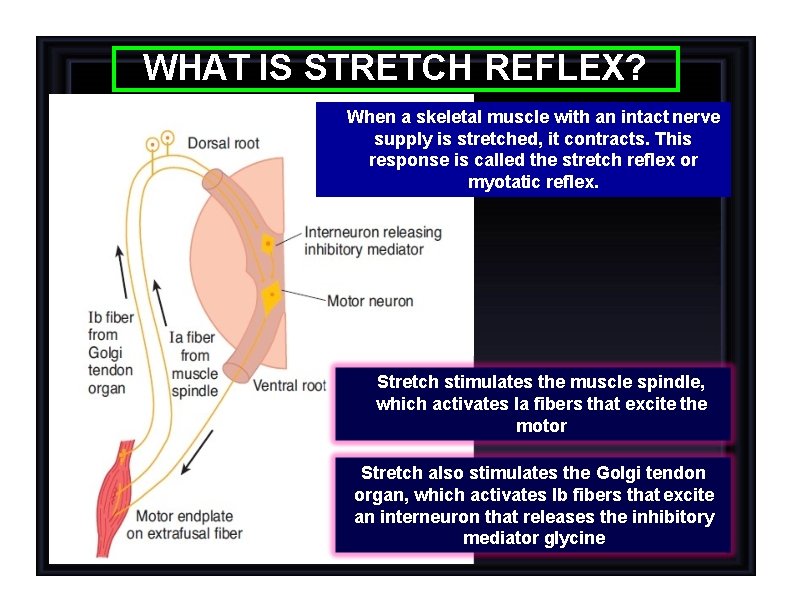 WHAT IS STRETCH REFLEX? When a skeletal muscle with an intact nerve supply is