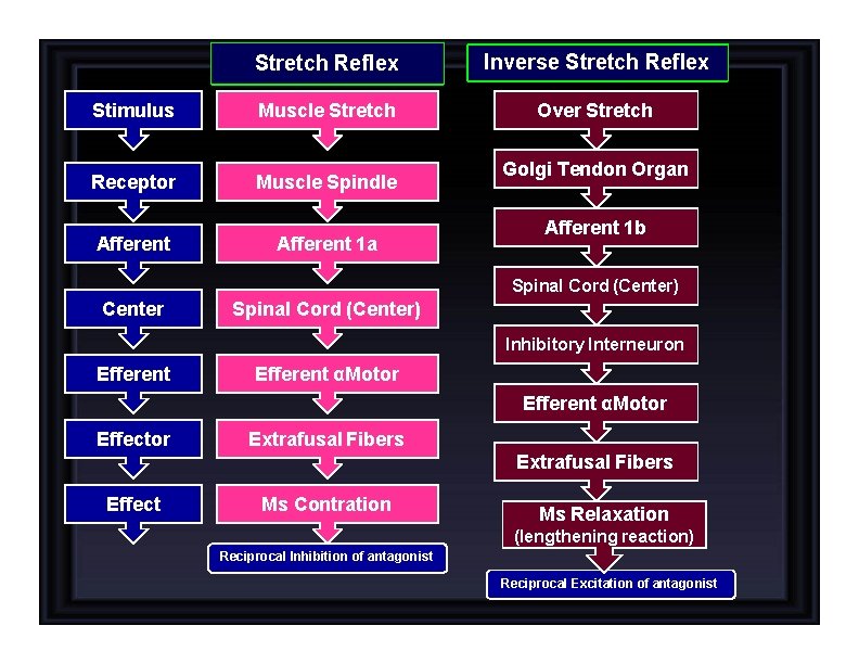 Stretch Reflex Inverse Stretch Reflex Stimulus Muscle Stretch Over Stretch Receptor Muscle Spindle Afferent