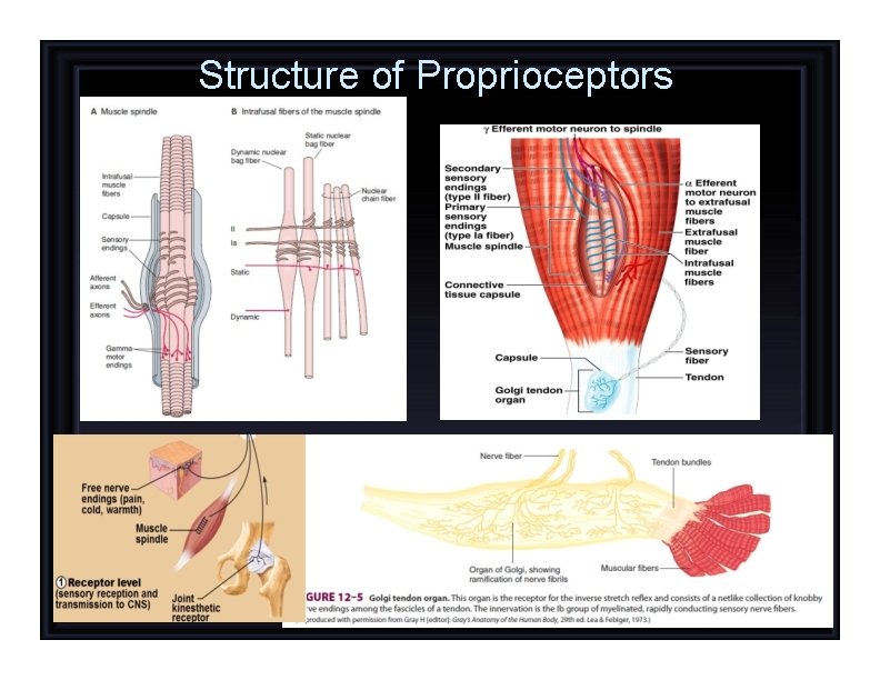 Structure of Proprioceptors 